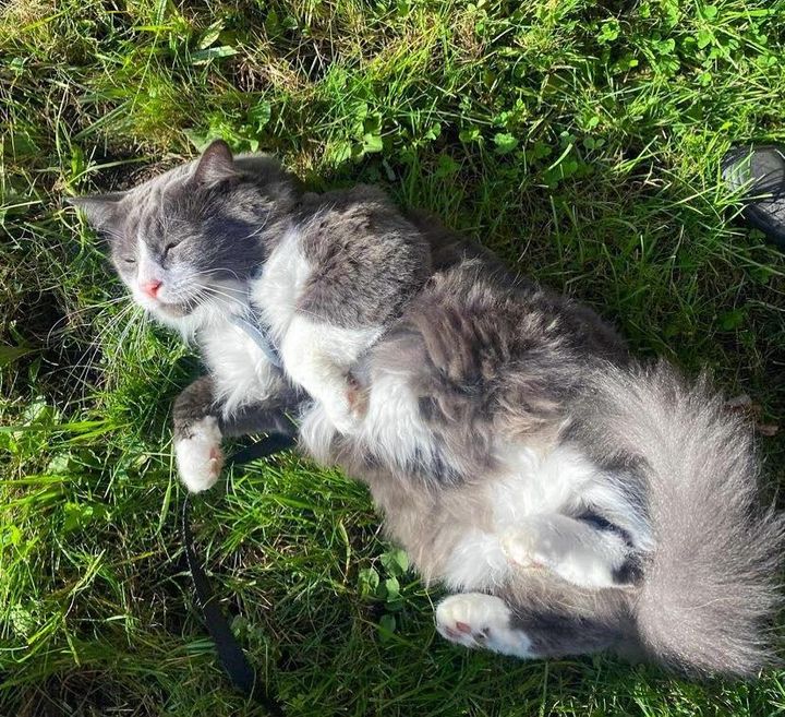 cat rolling on grass